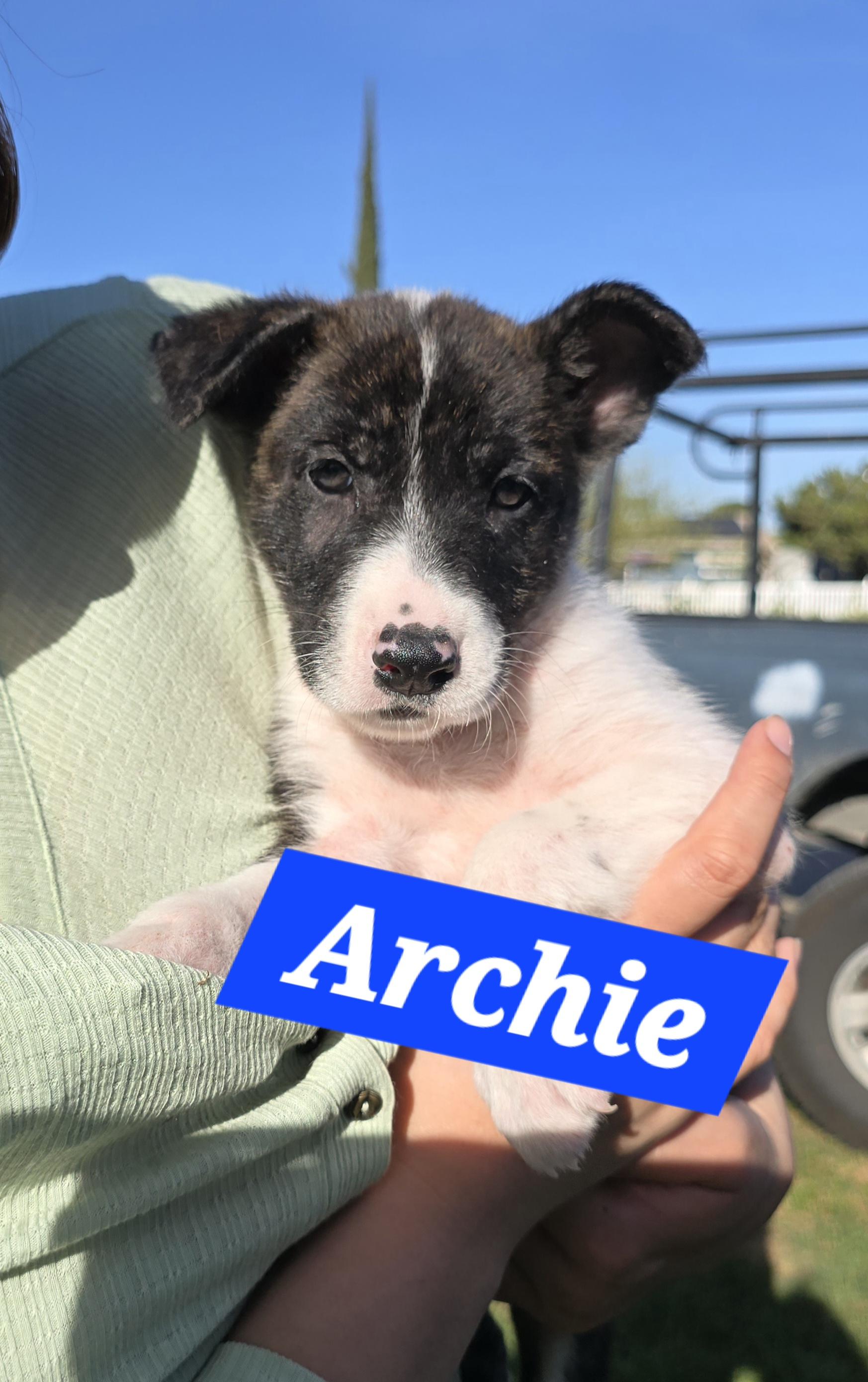 Enlarge Archie, a ADOPTABLE mixed breed in Tracy, CA image 3/3