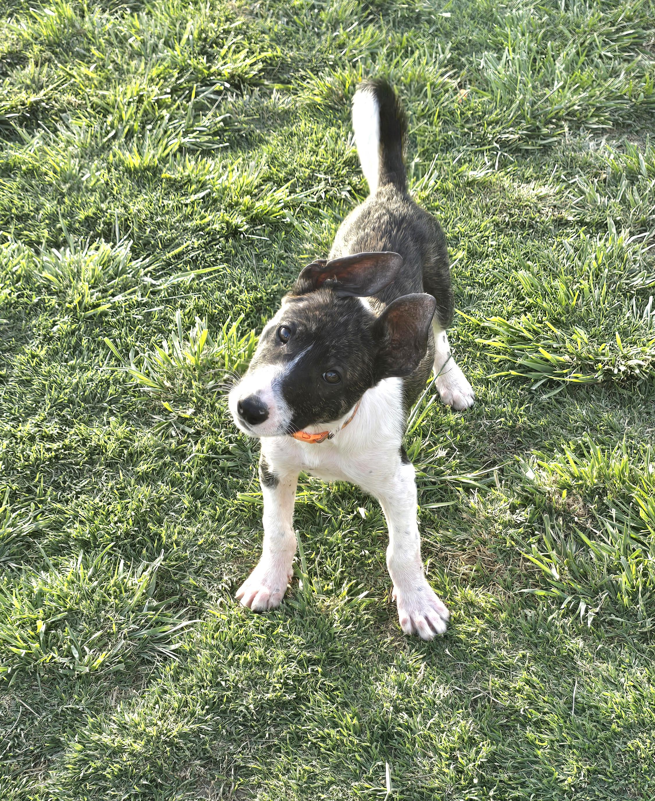 Enlarge Archie, a ADOPTABLE mixed breed in Tracy, CA image 2/5