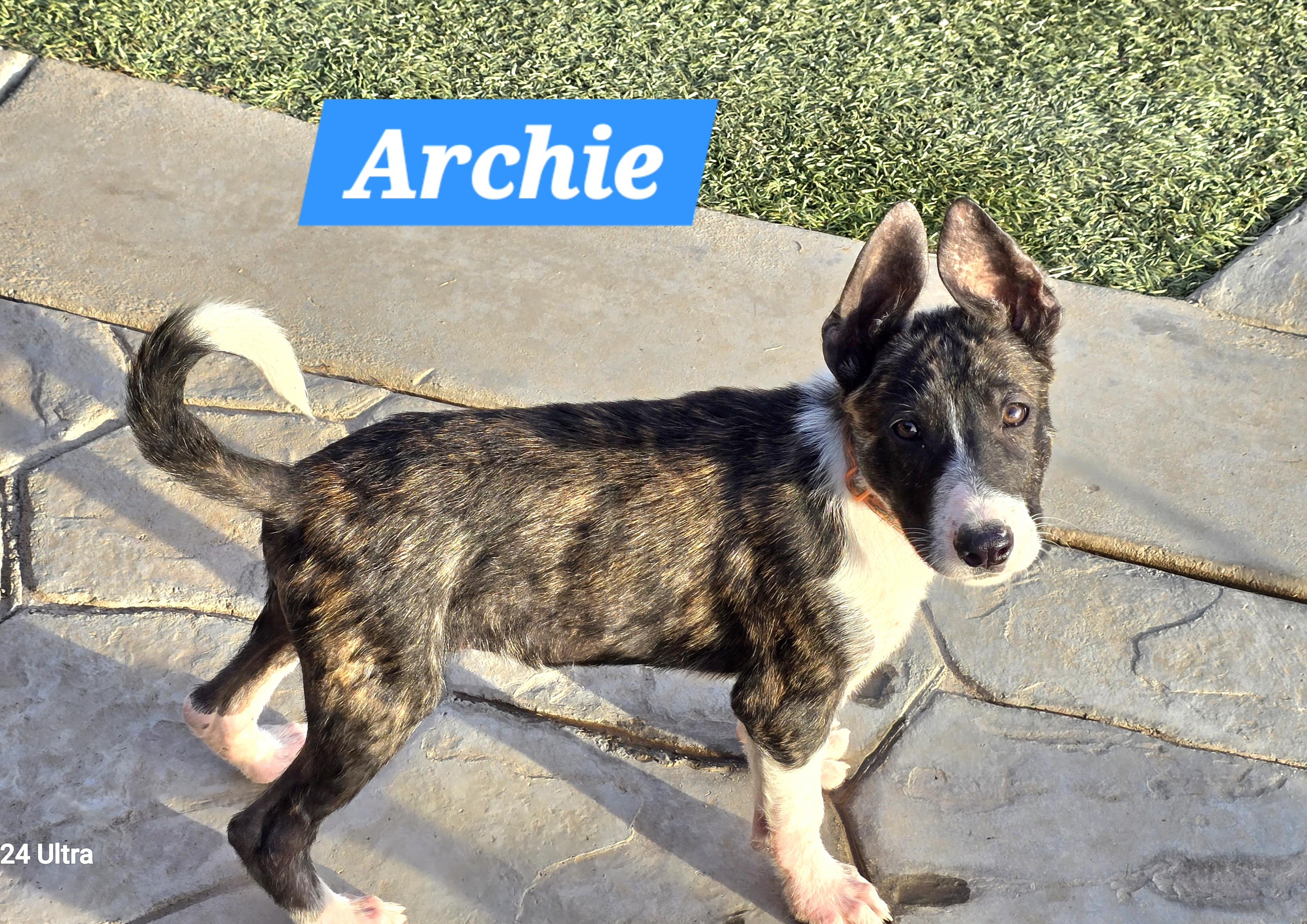 Archie, ADOPTABLE, Puppy Male German Shepherd Dog.
