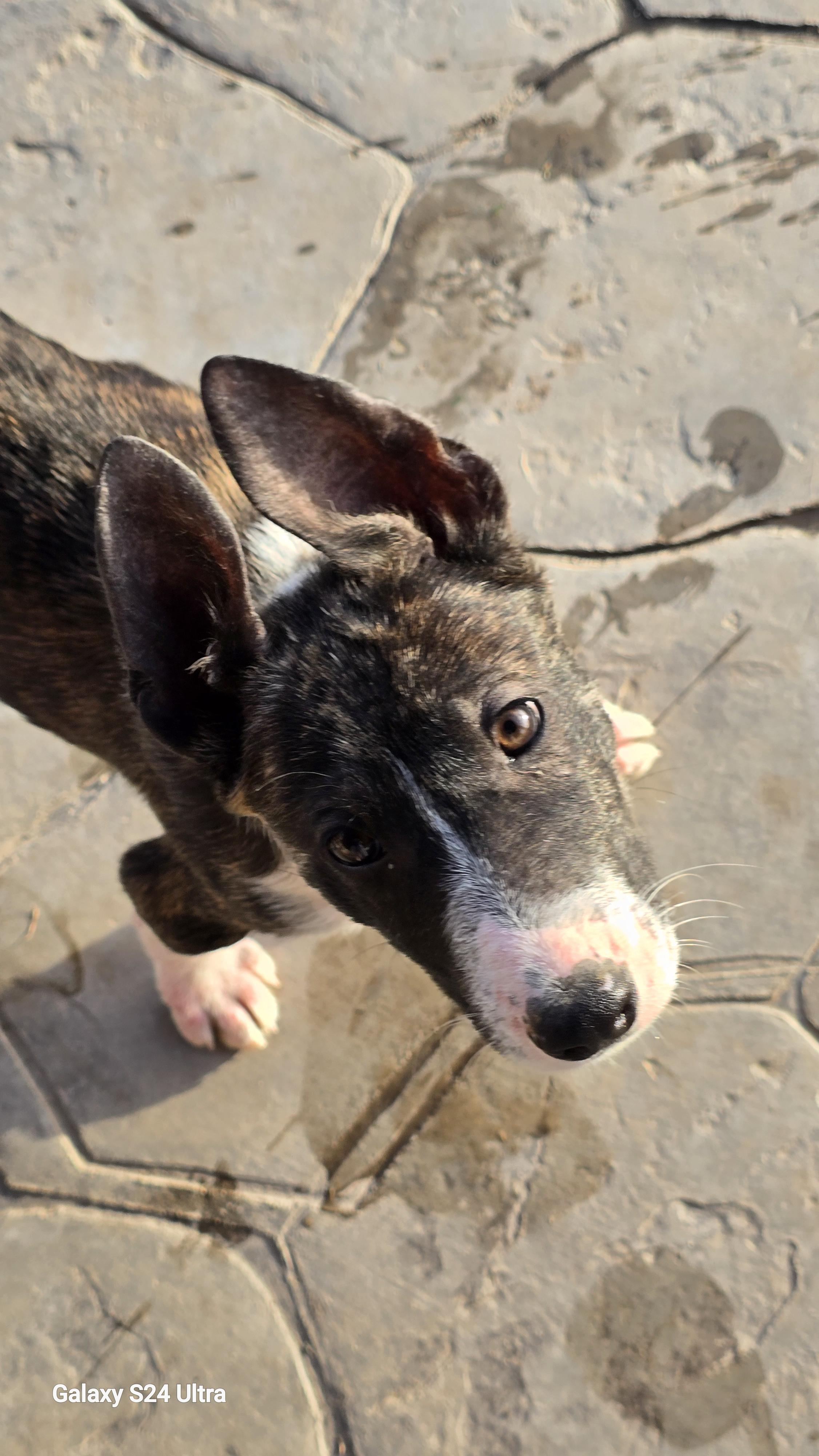 Enlarge Archie, a ADOPTABLE mixed breed in Tracy, CA image 3/5