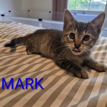 Mark, ADOPTABLE, Kitten Male Domestic Short Hair.
