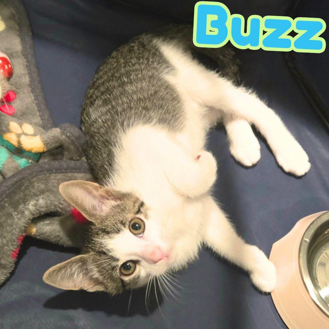 Buzz - Adorable White/Tabby Boy-, Adoptable, Kitten Male Domestic Short Hair.
