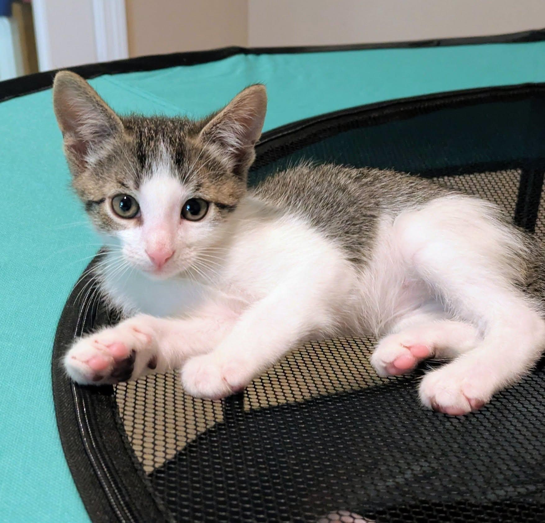 Enlarge Buzz - Adorable White/Tabby Boy-, a Adoptable Domestic Short Hair in Riverview, FL image 2/6