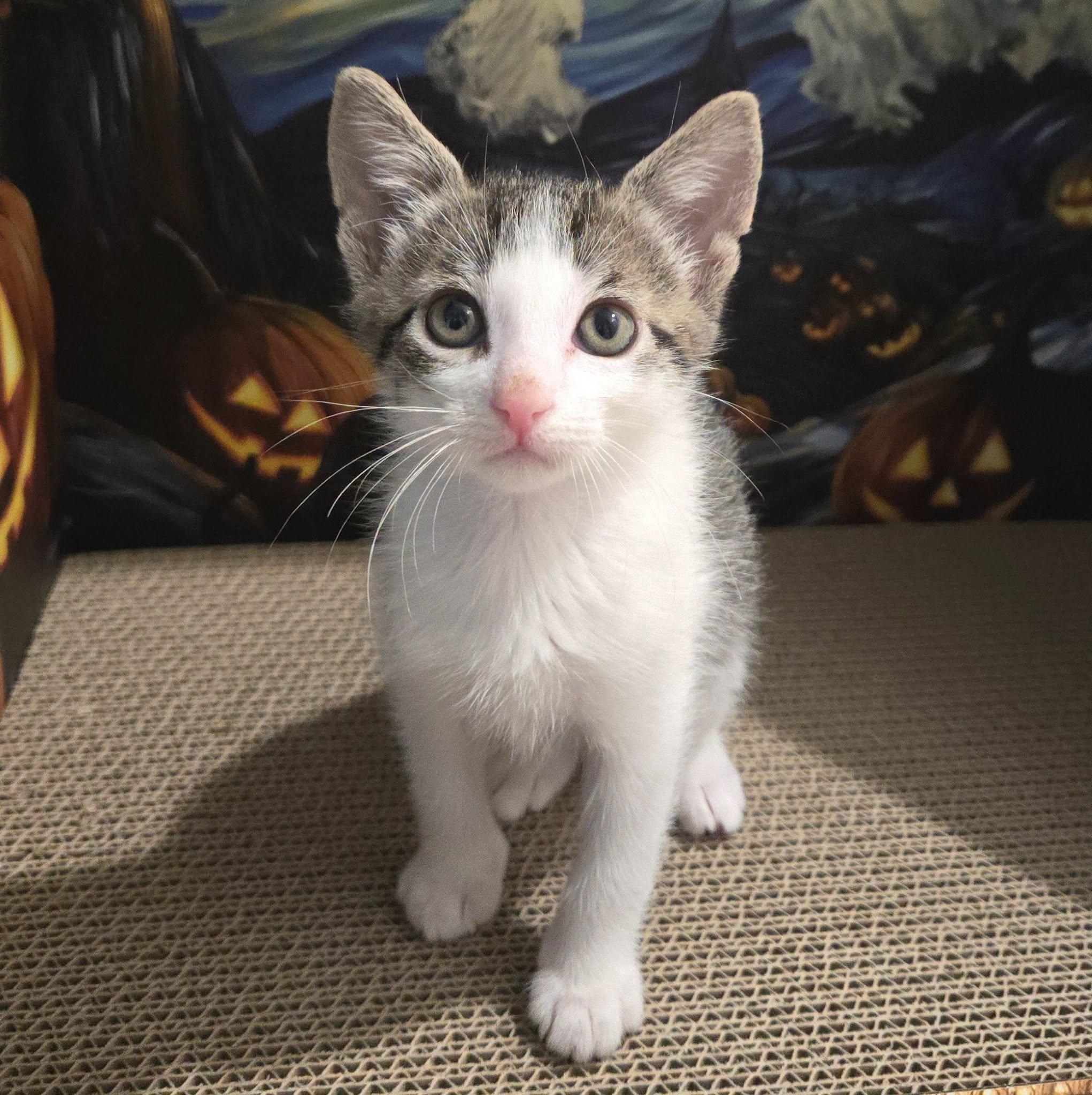 Enlarge Buzz - Adorable White/Tabby Boy-, a Adoptable Domestic Short Hair in Riverview, FL image 3/6