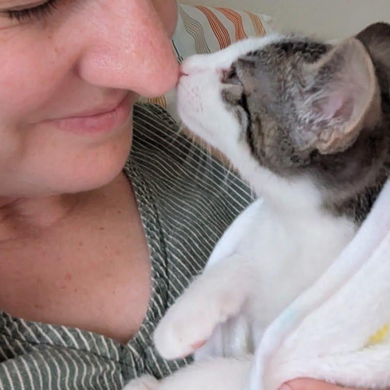 Enlarge Buzz - Adorable White/Tabby Boy-, a Adoptable Domestic Short Hair in Riverview, FL image 4/6