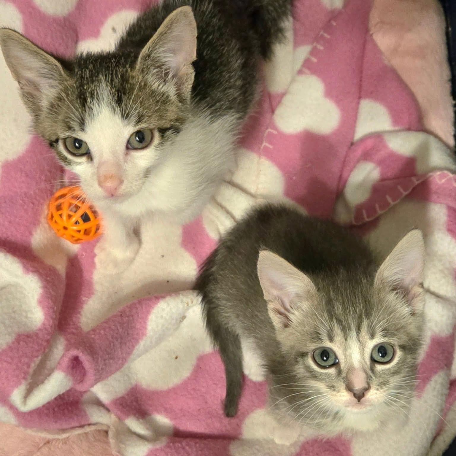 Enlarge Buzz - Adorable White/Tabby Boy-, a Adoptable Domestic Short Hair in Riverview, FL image 6/6