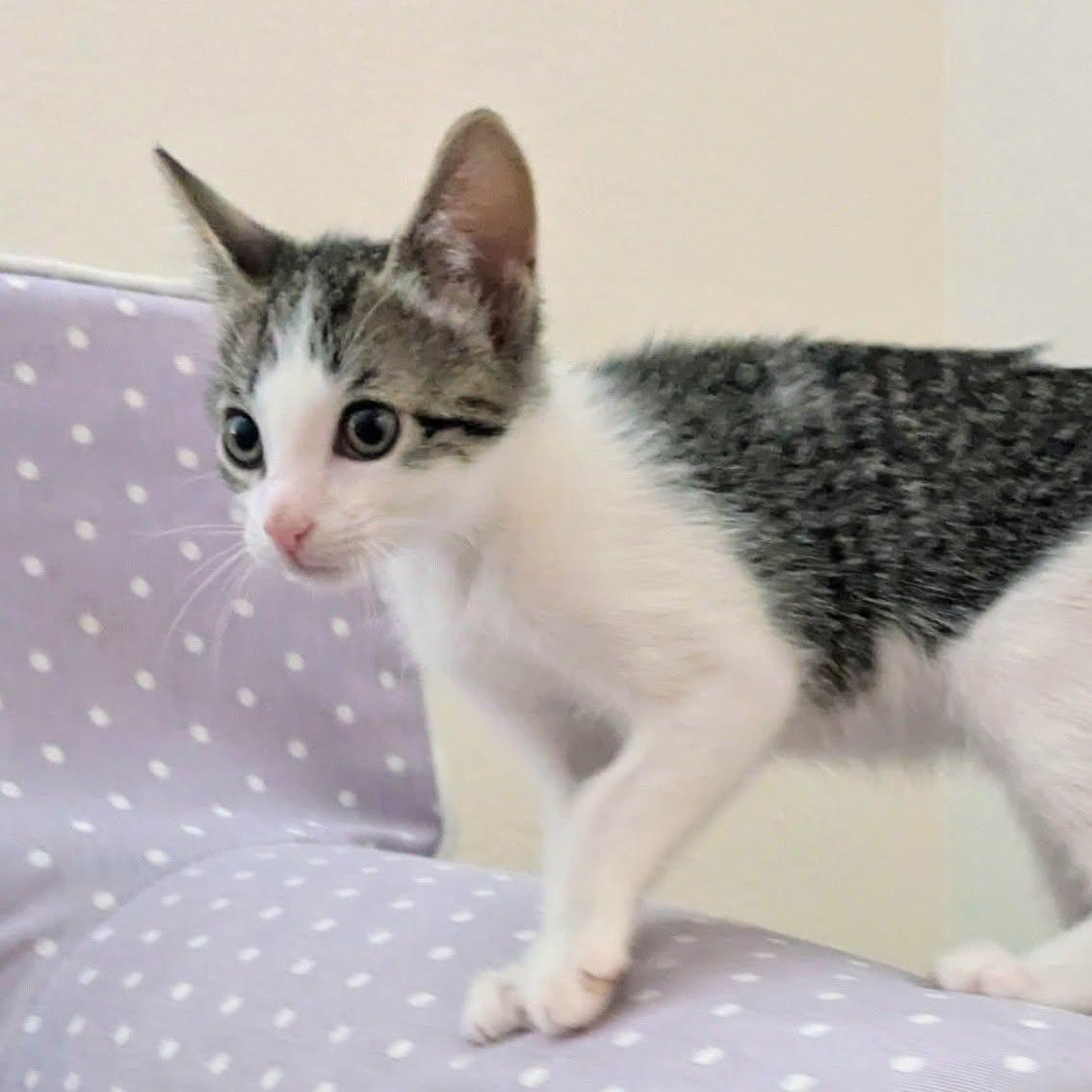 Enlarge Buzz - Adorable White/Tabby Boy-, a Adoptable Domestic Short Hair in Riverview, FL image 5/6