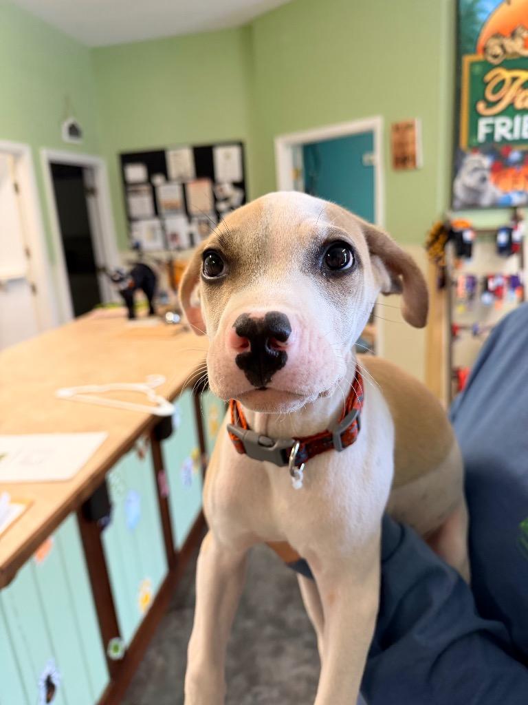 Misdemeanor, Adoptable, Puppy Male Pit Bull Terrier & Mixed Breed.