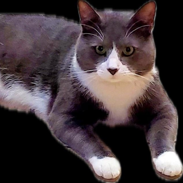 Greyson, ADOPTABLE, Adult Male Domestic Short Hair.