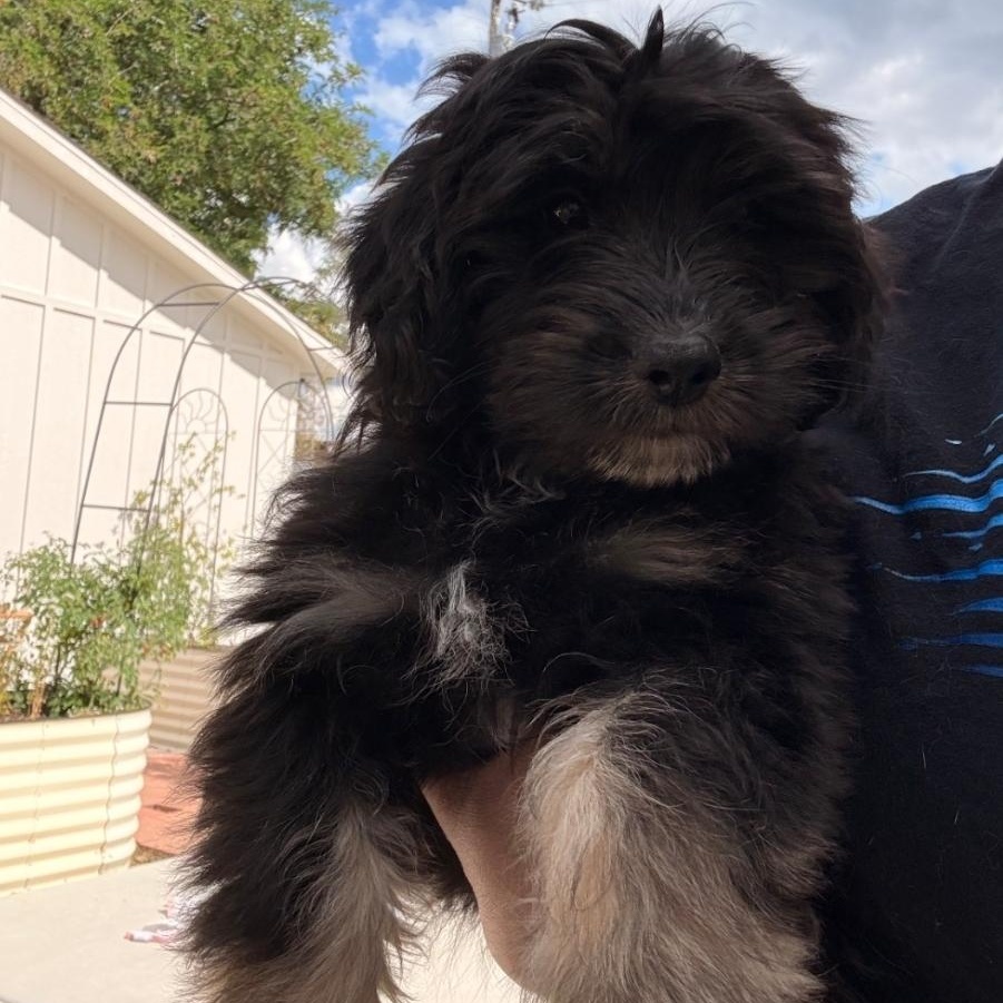 Enlarge Mable, a ADOPTABLE mixed breed in Brentwood, CA image 2/2