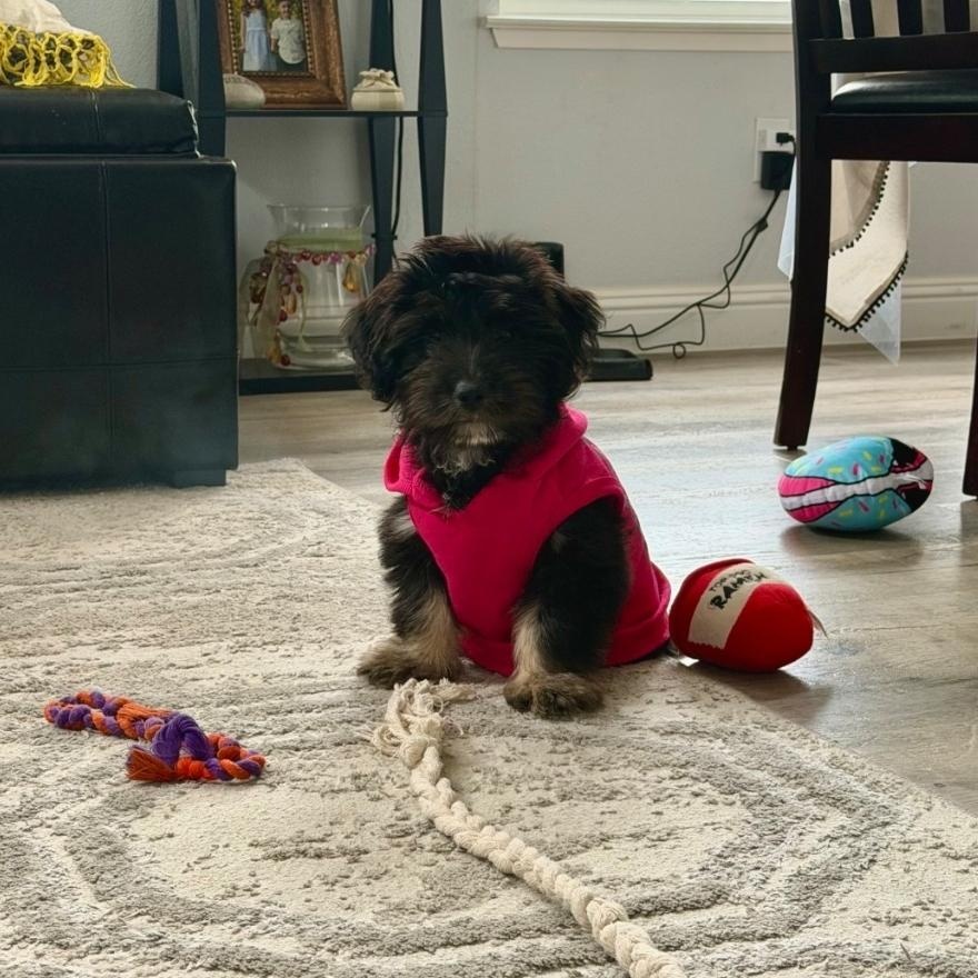 Mable, ADOPTABLE, Puppy Female Maltese & Labrador Retriever.