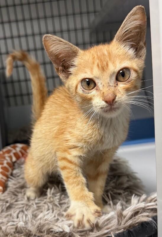 Doja Cat, Adoptable, Young Female Domestic Short Hair.