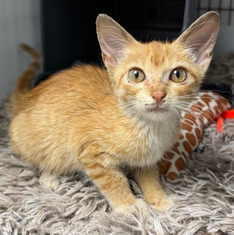 Enlarge Doja Cat, a Adoptable Domestic Short Hair in Katy, TX image 2/4