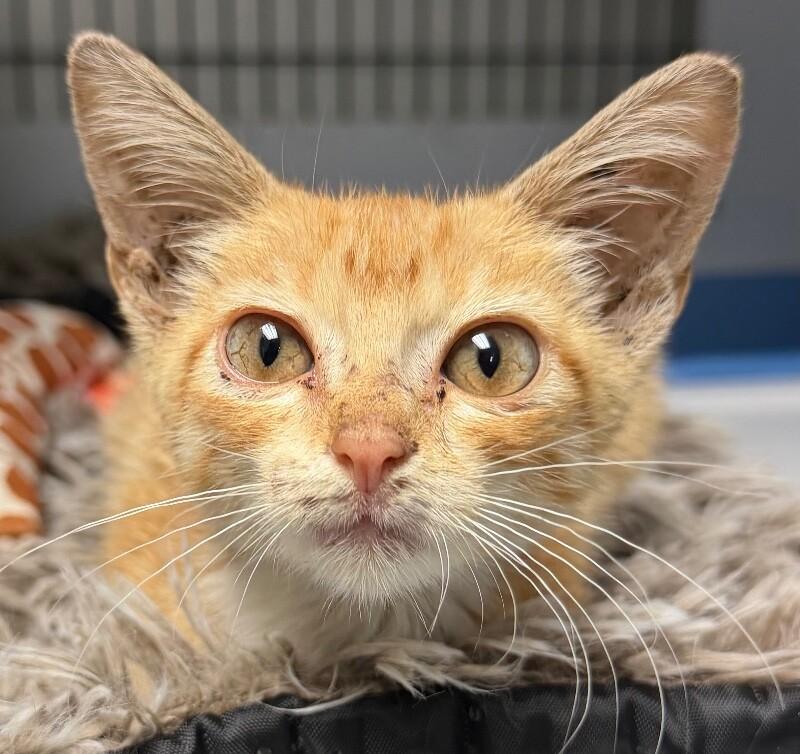 Enlarge Doja Cat, a Adoptable Domestic Short Hair in Katy, TX image 3/4