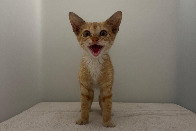 Enlarge Doja Cat, a Adoptable Domestic Short Hair in Katy, TX image 4/4