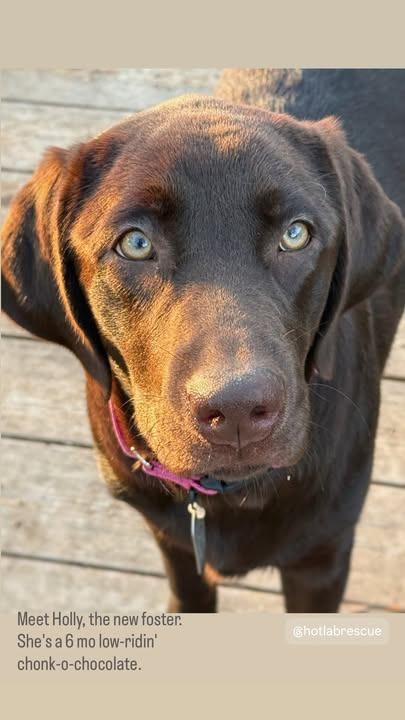 Holly, Adoptable, Young Female Labrador Retriever.