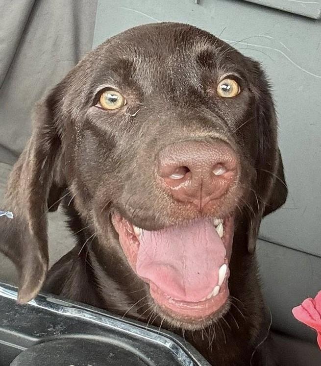 Enlarge Holly, a Adoptable Labrador Retriever in Austin, TX image 2/2