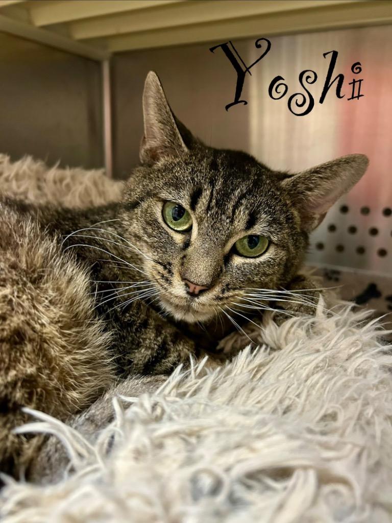 Enlarge Yoshi, a Adoptable mixed breed in West Union, OH image 2/2