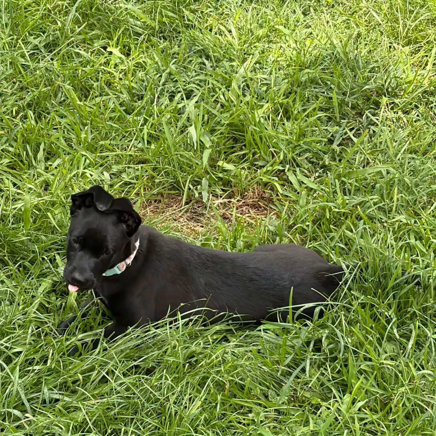 Enlarge Serena, a Adopted mixed breed in Whitestone, NY image 2/3