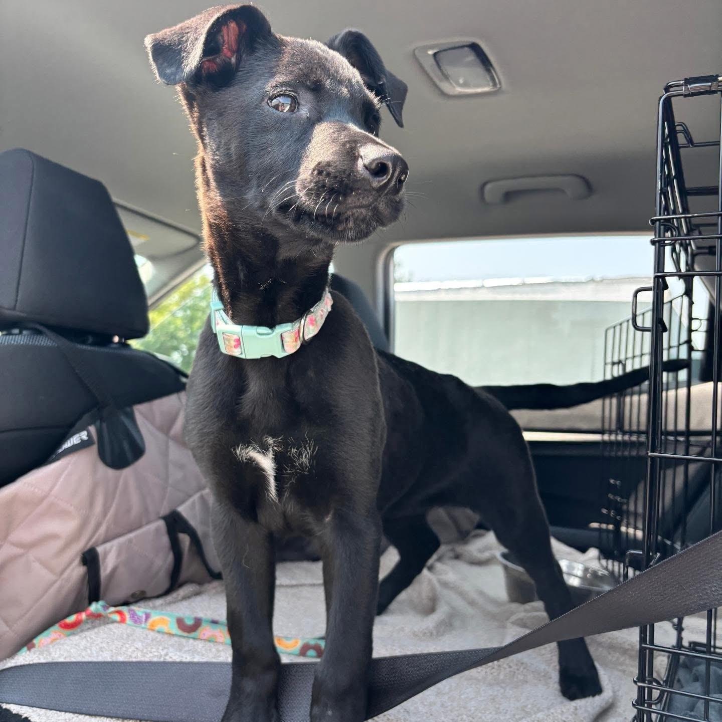 Enlarge Serena, a Adopted mixed breed in Whitestone, NY image 3/3