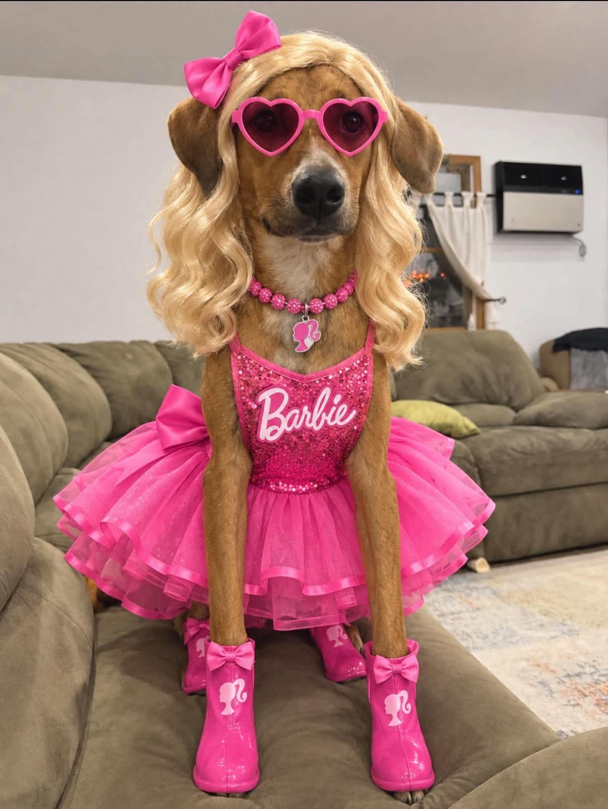 Enlarge Barbie, a Adoptable Redbone Coonhound in Westwood, NJ image 1/3