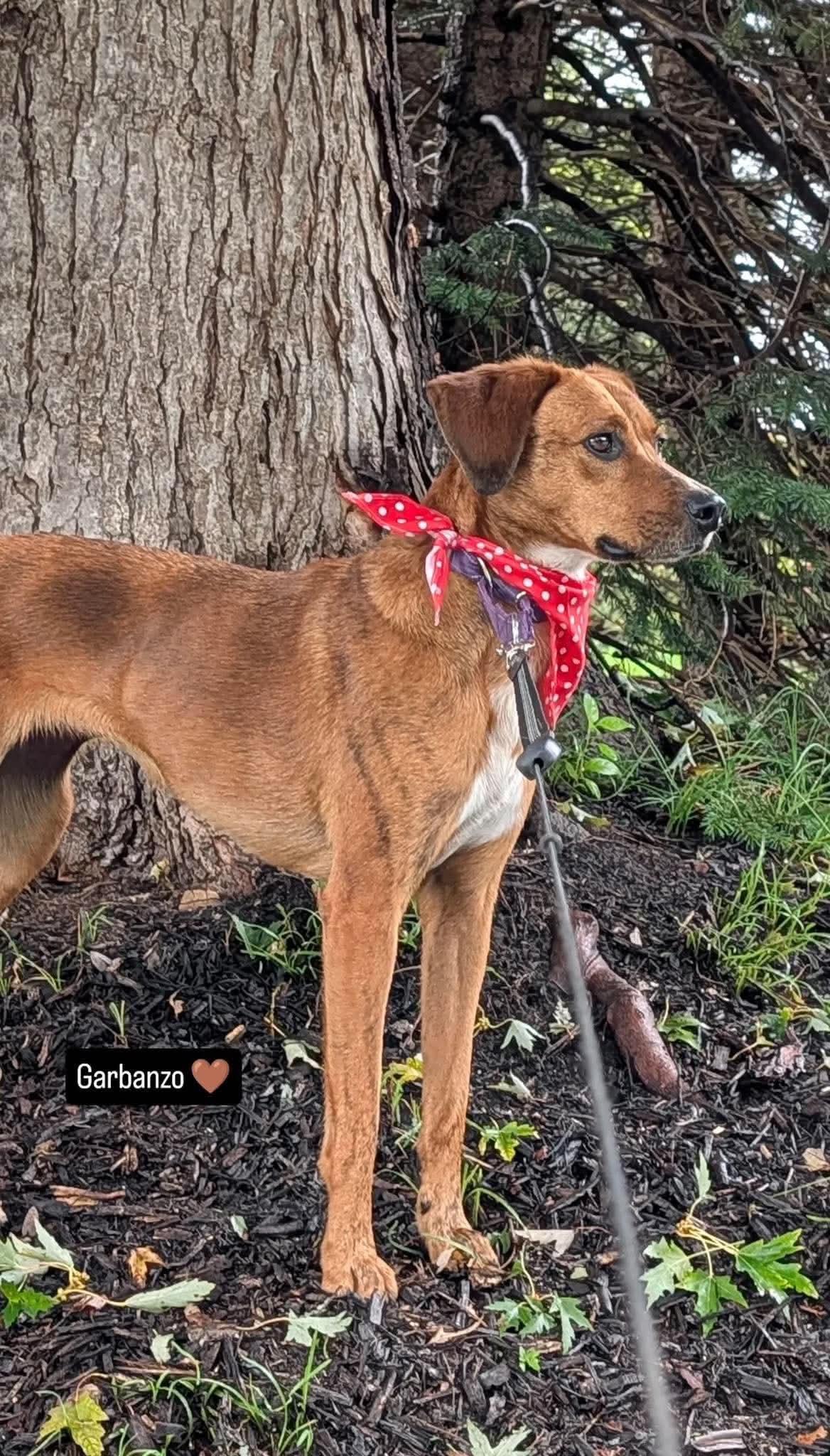 Enlarge Barbie, a Adoptable Redbone Coonhound in Westwood, NJ image 2/3