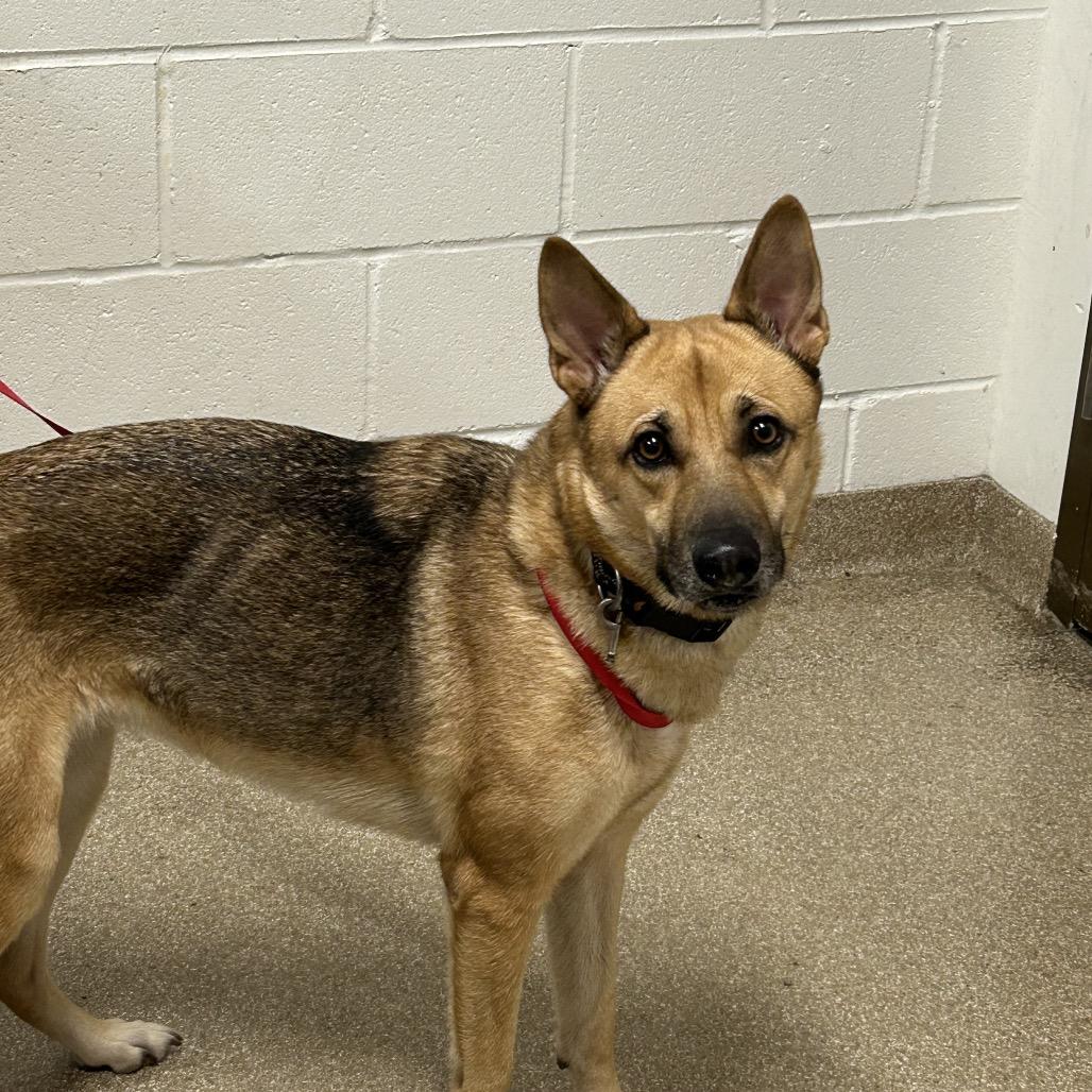 Marily, Adoptable, Adult Female German Shepherd Dog & German Shepherd Dog.