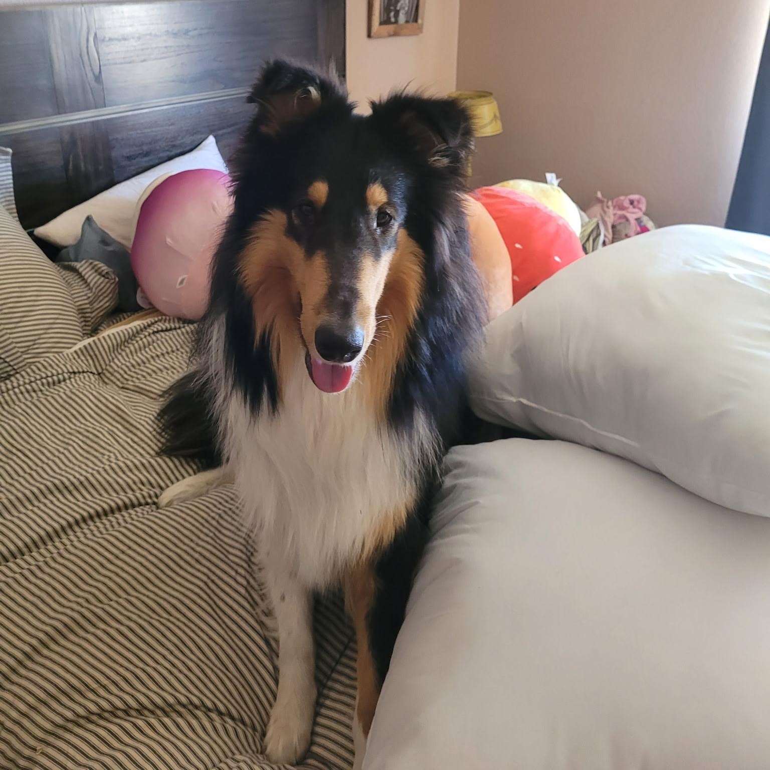Doc, Adoptable, Adult Male Collie.