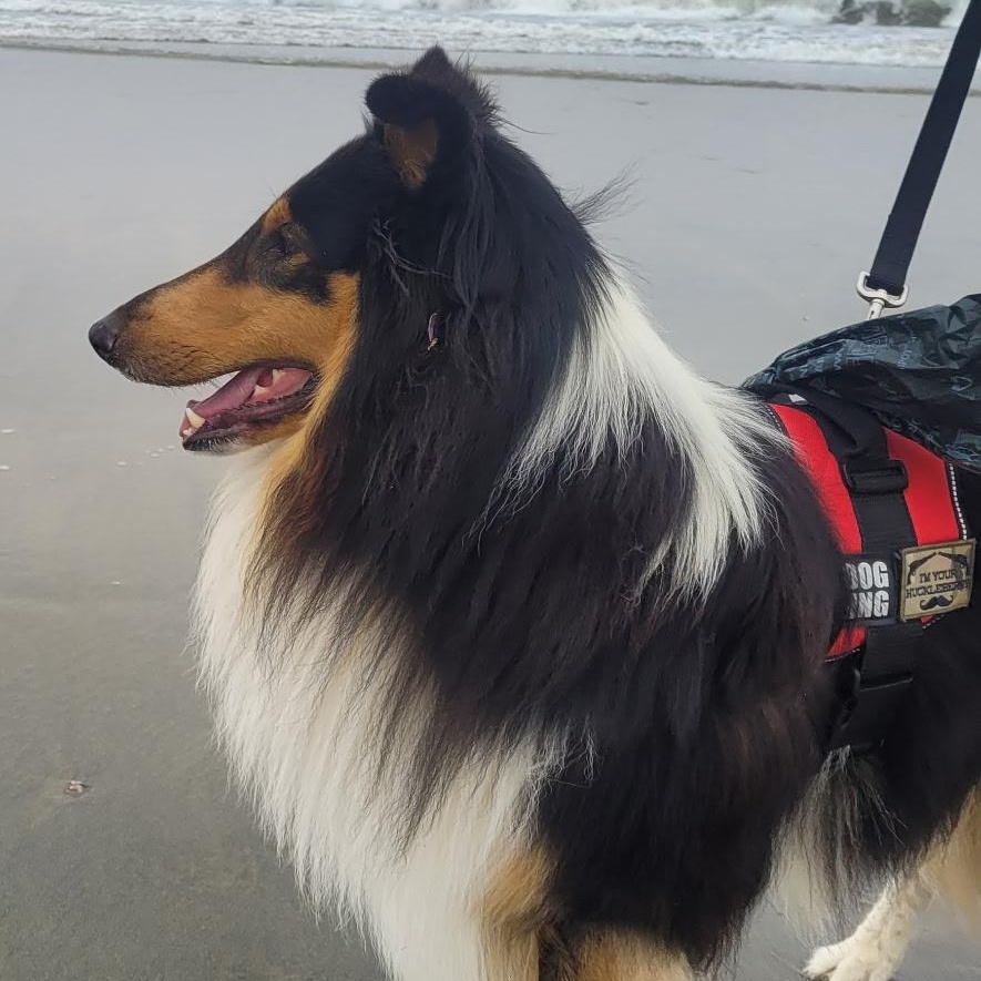 Enlarge Doc, a Adoptable Collie in Riverside, CA image 6/6