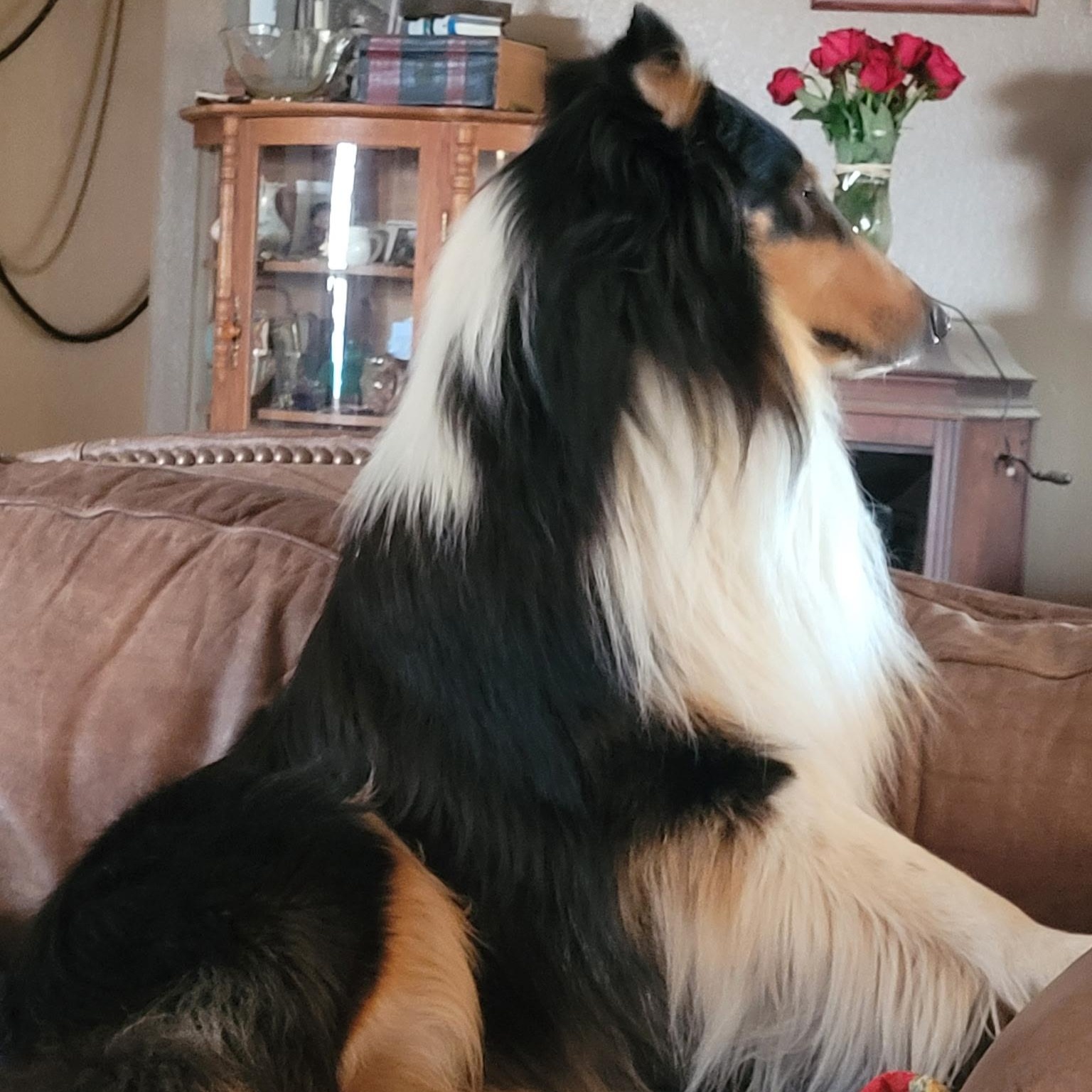 Enlarge Doc, a Adoptable Collie in Riverside, CA image 3/6