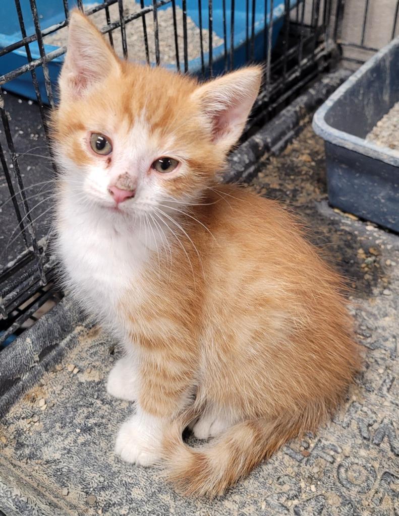 Nixon, Adoptable, Kitten Male Domestic Short Hair.