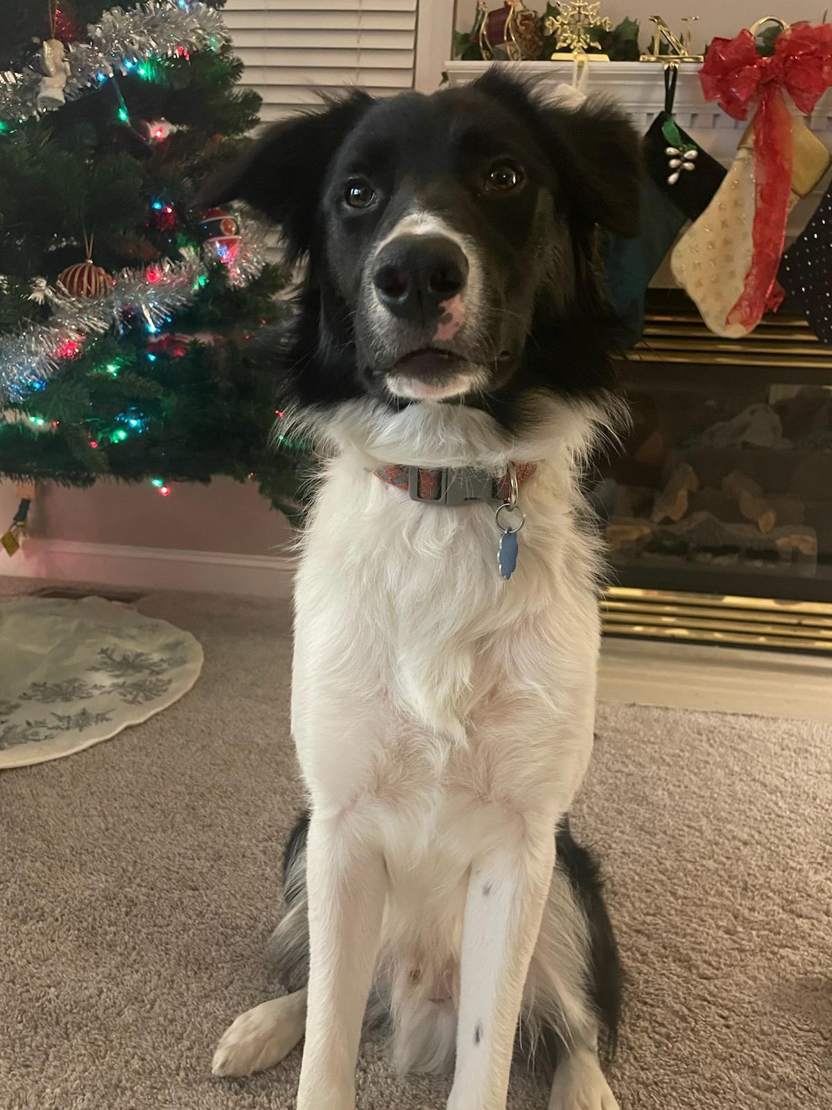 WHISKEY - COURTESY LISTING, ADOPTABLE, Young Male Border Collie.