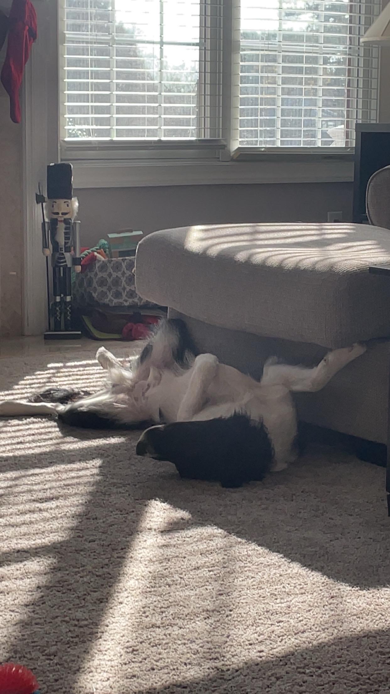 Whiskey  Courtesy Listing thumbnail 3