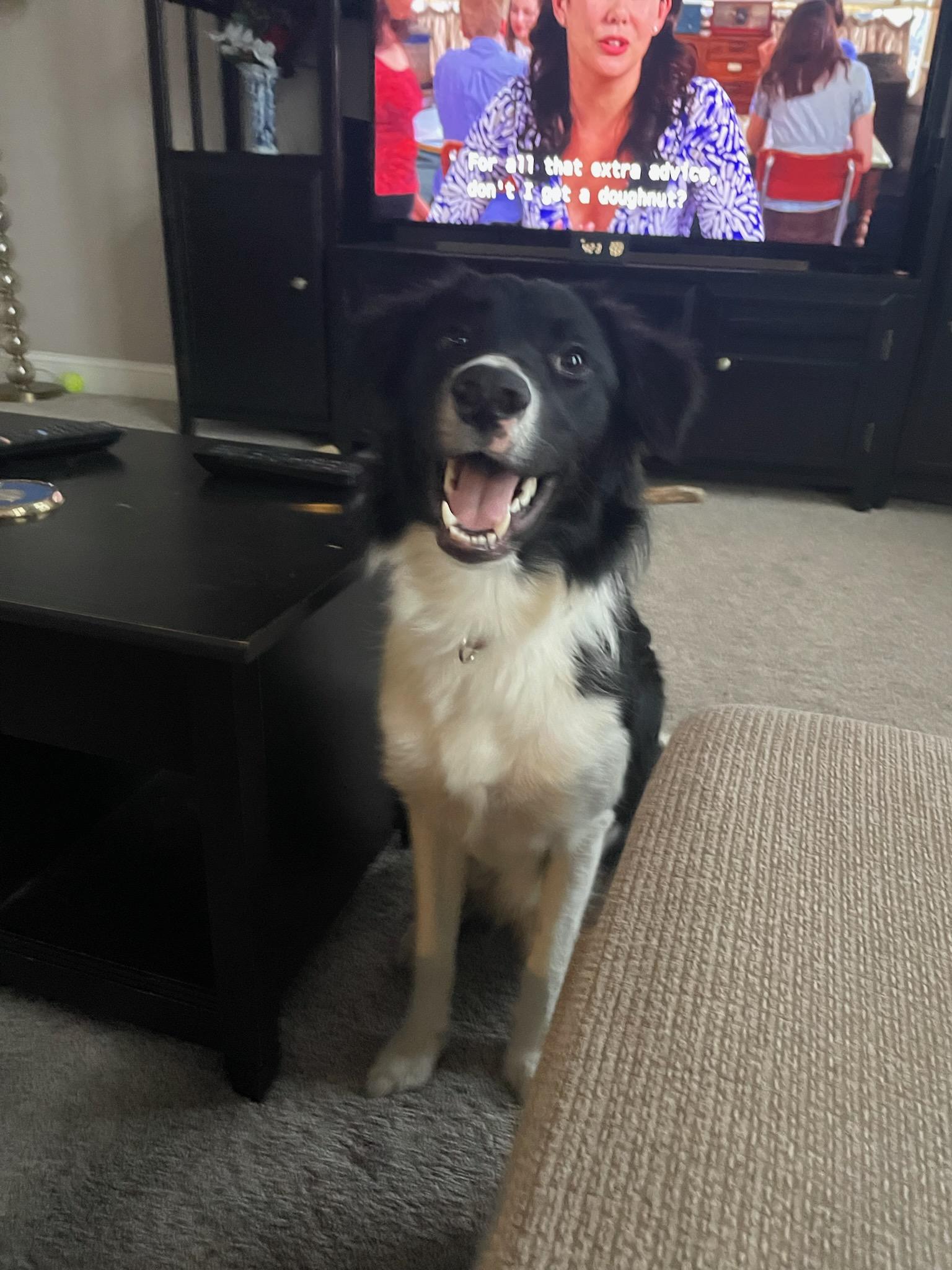 Whiskey  Courtesy Listing thumbnail 5