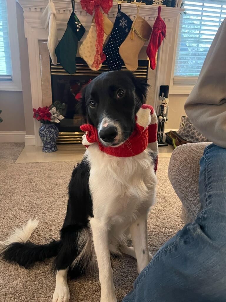 Whiskey  Courtesy Listing thumbnail 6