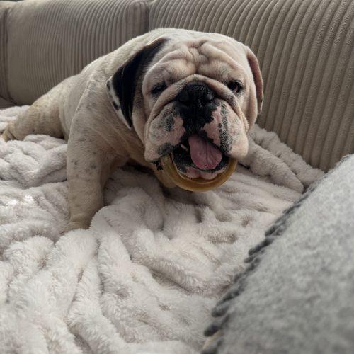 Nino, a Adoptable English Bulldog in Chicago, IL image 2/5