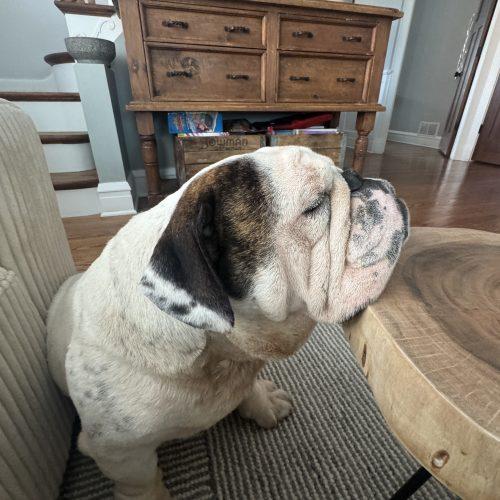 Nino, a Adoptable English Bulldog in Chicago, IL image 3/5