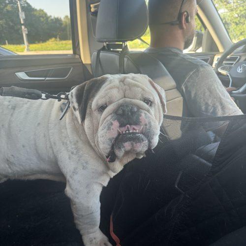 Nino, a Adoptable English Bulldog in Chicago, IL image 4/5