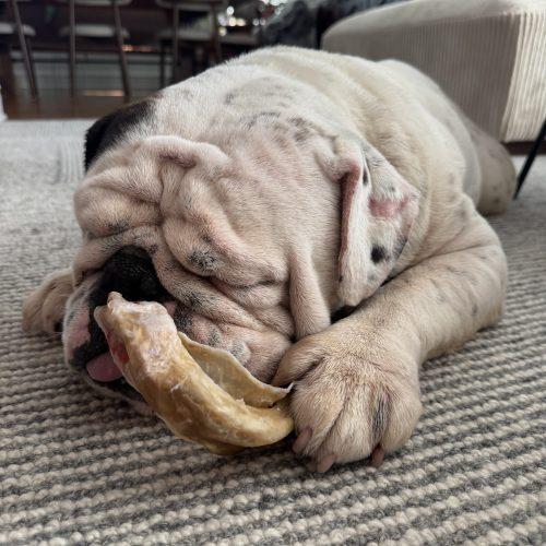 Nino, a Adoptable English Bulldog in Chicago, IL image 5/5