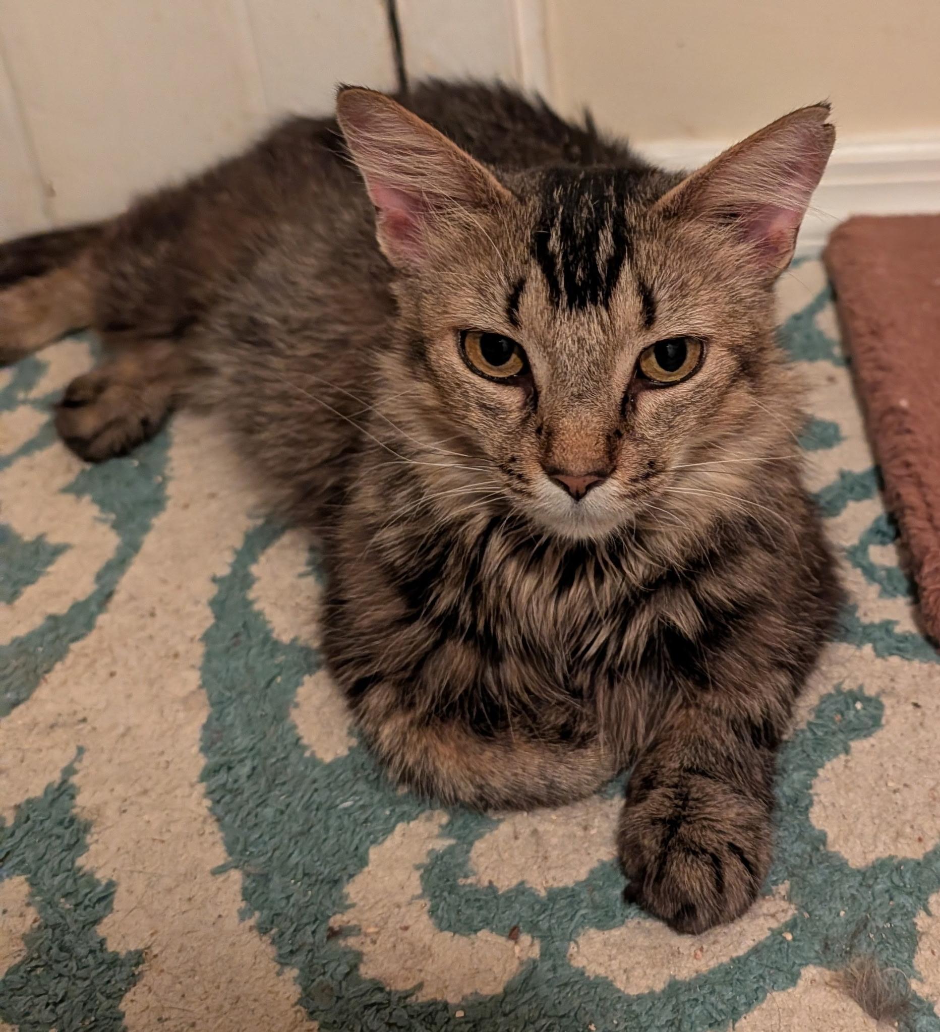 Enlarge Sophie, an adoptable Domestic Long Hair in Succasunna, NJ image 2/2