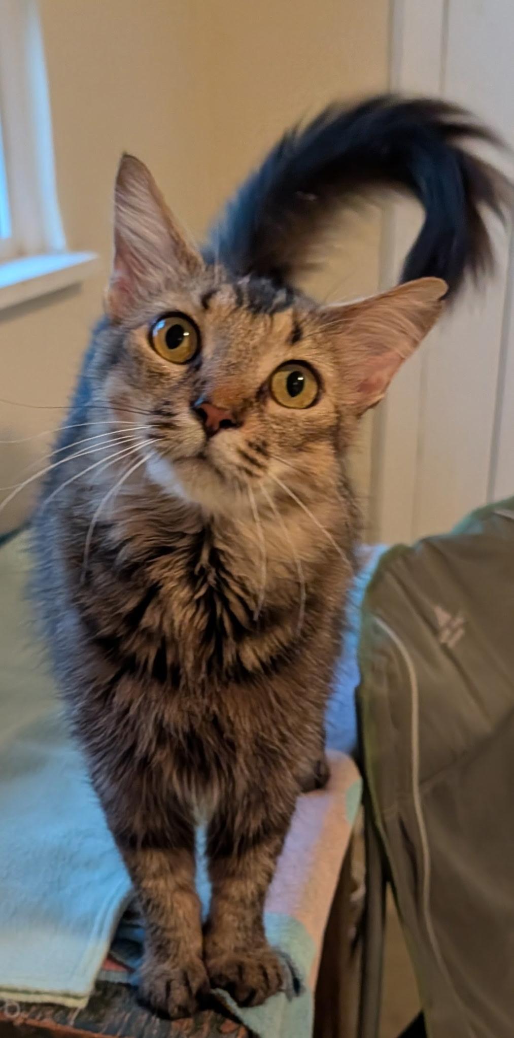 Sophie, adoptable, Adult Female Domestic Long Hair.