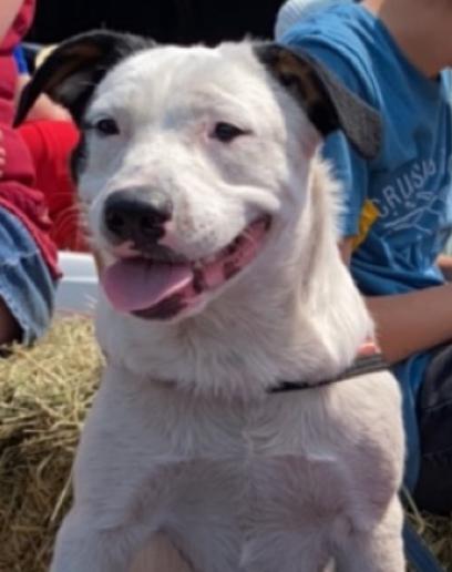 Klaus, Adoptable, Adult Male Cattle Dog & Pit Bull Terrier.