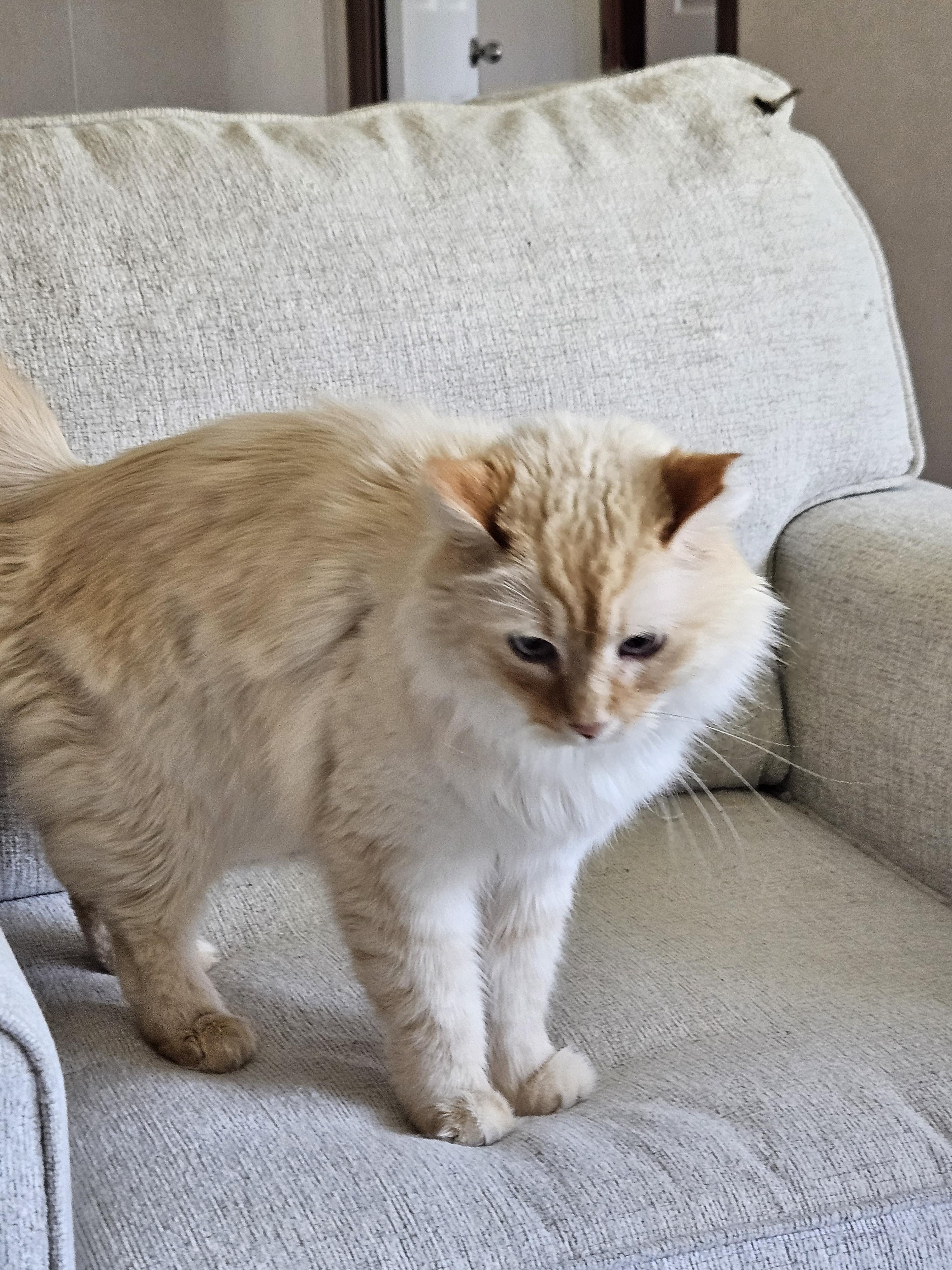 Enlarge Tom, a ADOPTABLE Domestic Long Hair in Mount Pleasant, TX image 1/2