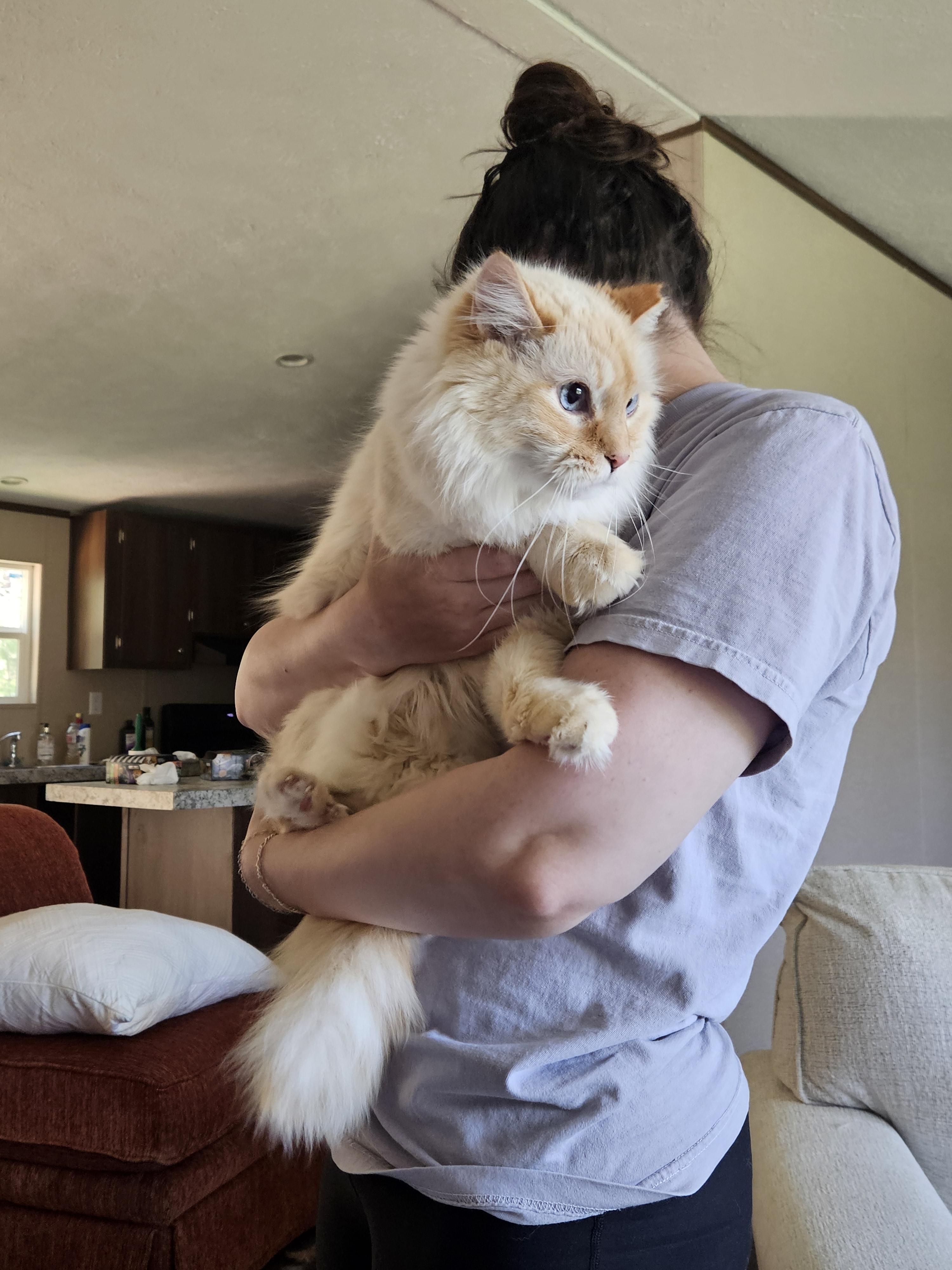 Enlarge Tom, a ADOPTABLE Domestic Long Hair in Mount Pleasant, TX image 2/2