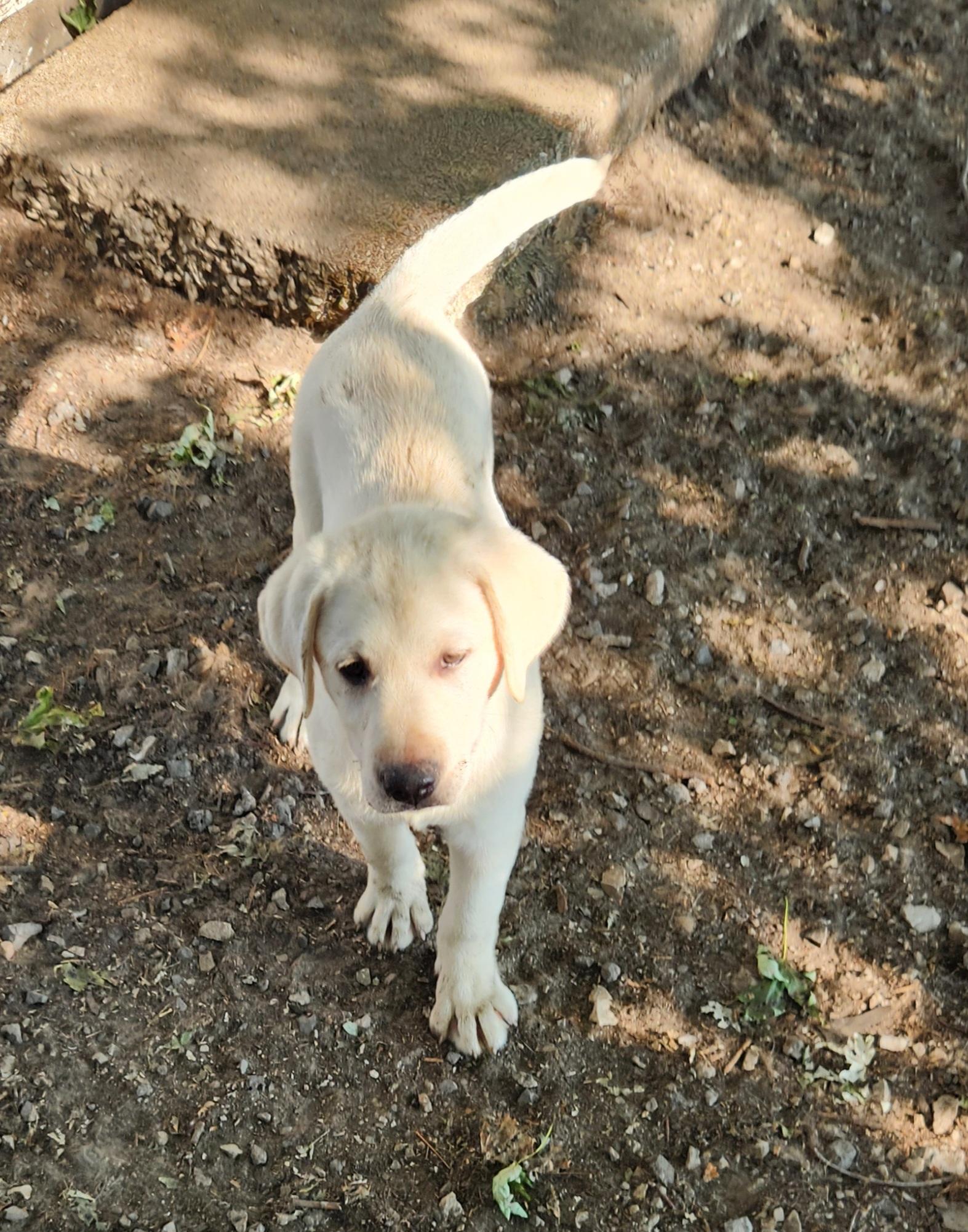 Blossom, an adopted Labrador Retriever in Liberty Center, OH image 6/6