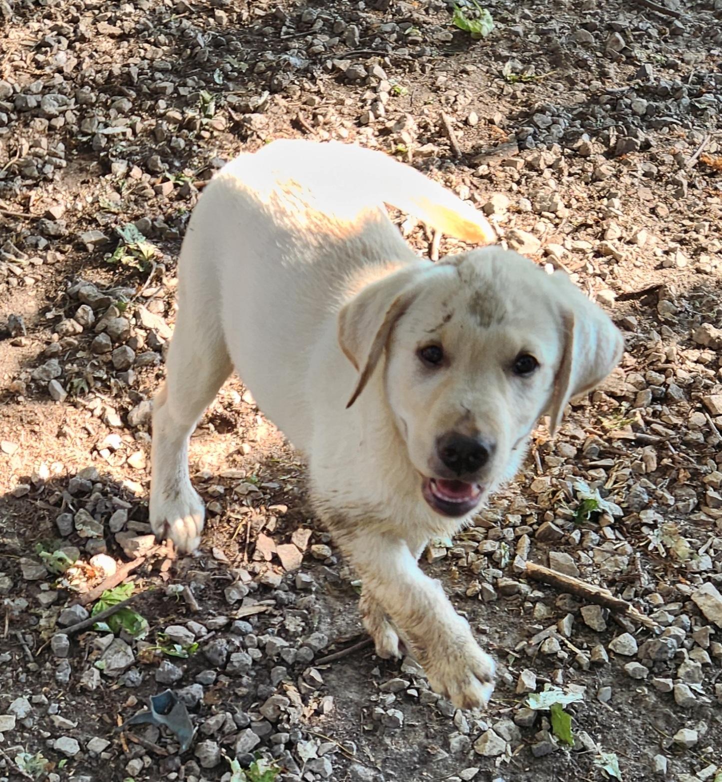 Blossom, an adopted Labrador Retriever in Liberty Center, OH image 2/6