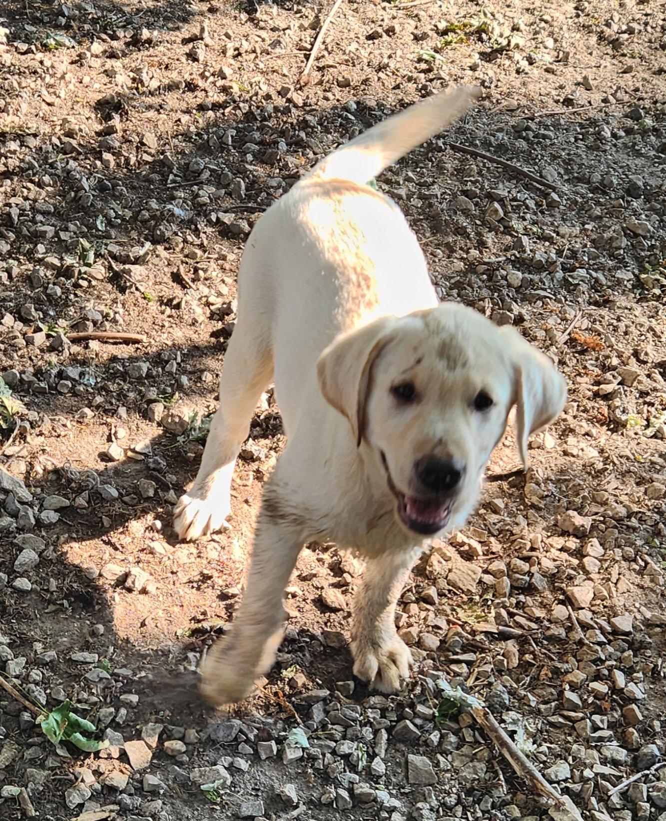 Blossom, an adopted Labrador Retriever in Liberty Center, OH image 4/6