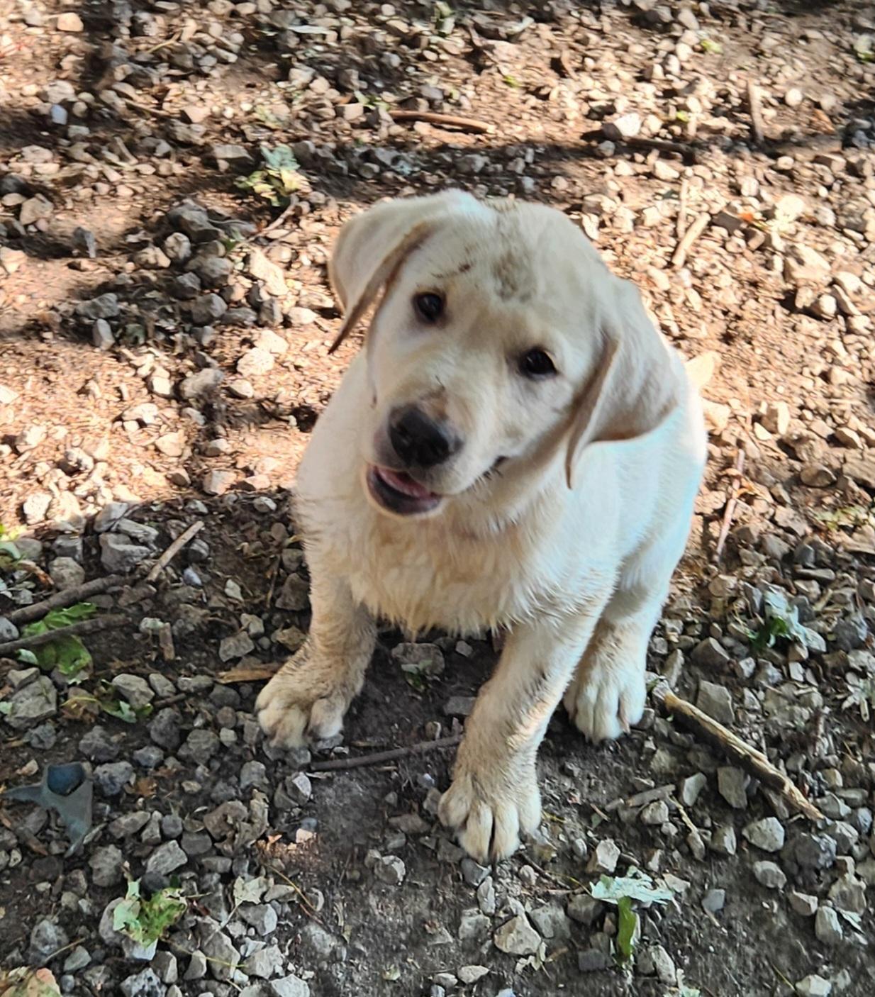 Blossom, adopted, Puppy Female Labrador Retriever.