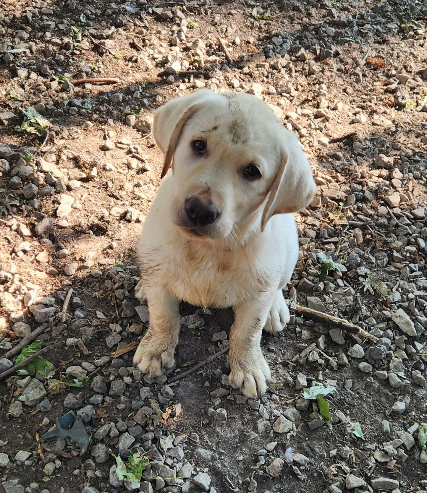 Blossom, an adopted Labrador Retriever in Liberty Center, OH image 5/6