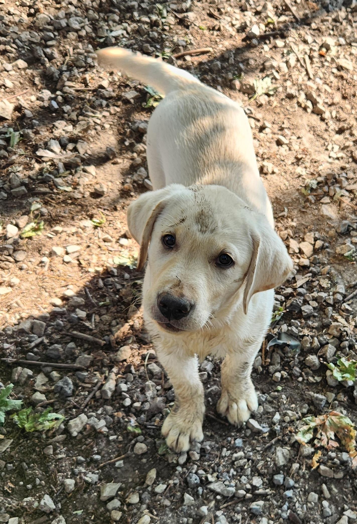 Blossom, an adopted Labrador Retriever in Liberty Center, OH image 3/6